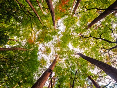 The Music of the Nature
