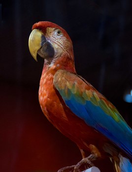 pappagallo-small.jpg