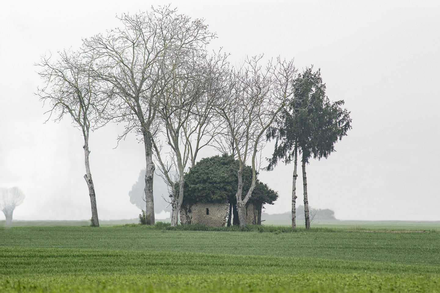 prato con alberi e roccolo