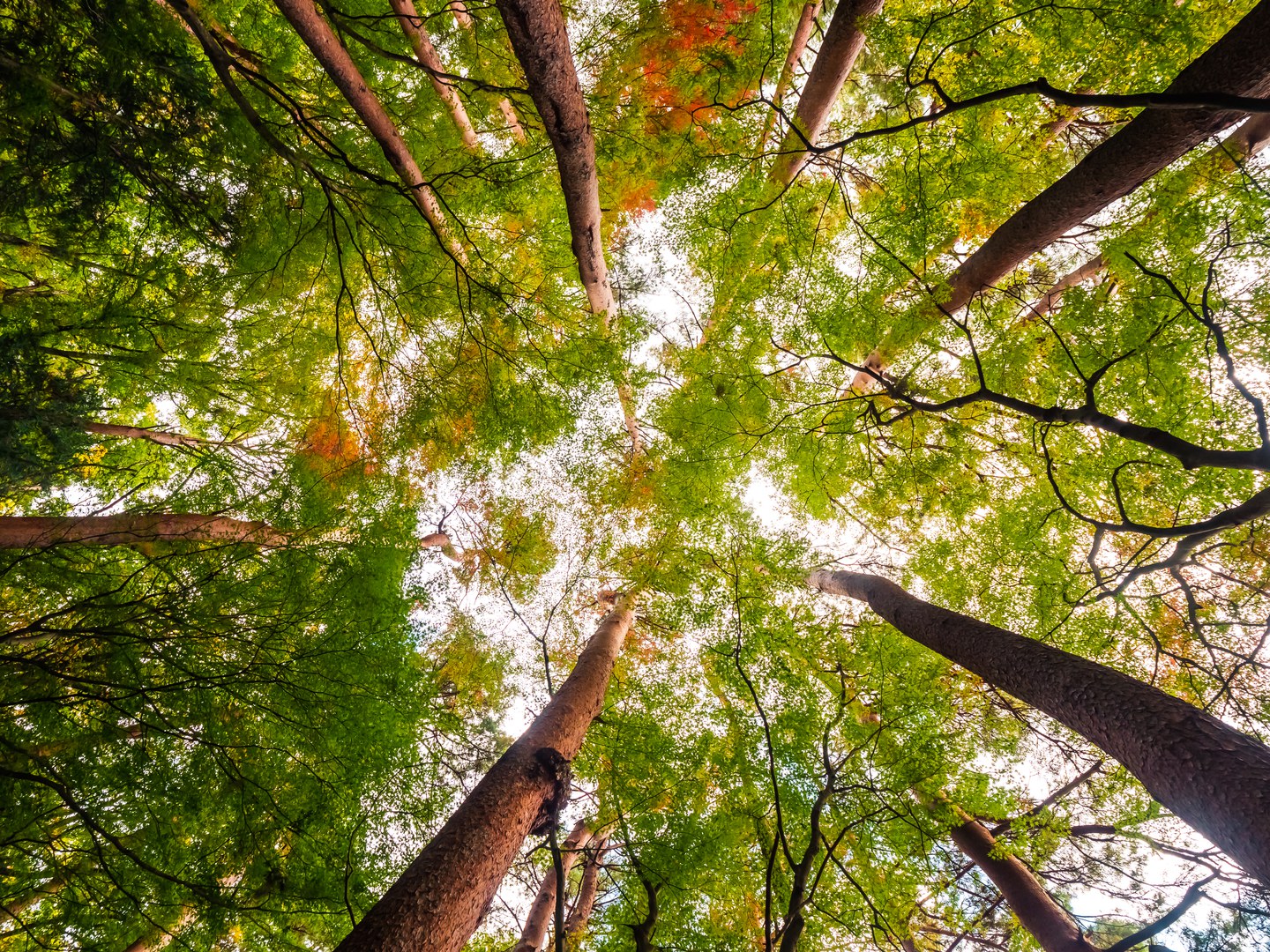 alberi visti dal basso con il sole che passa dalle chiome