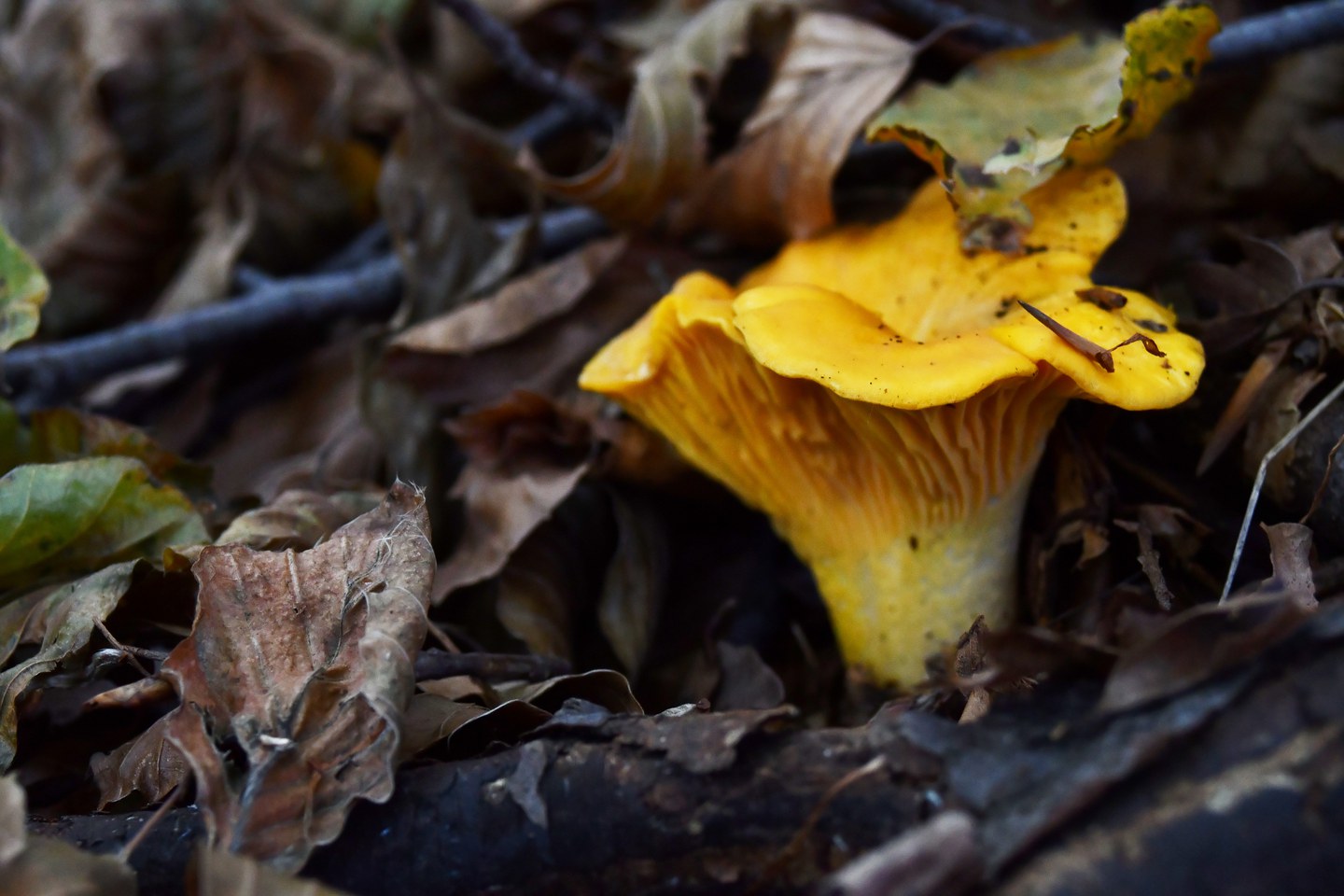 fungo nel bosco