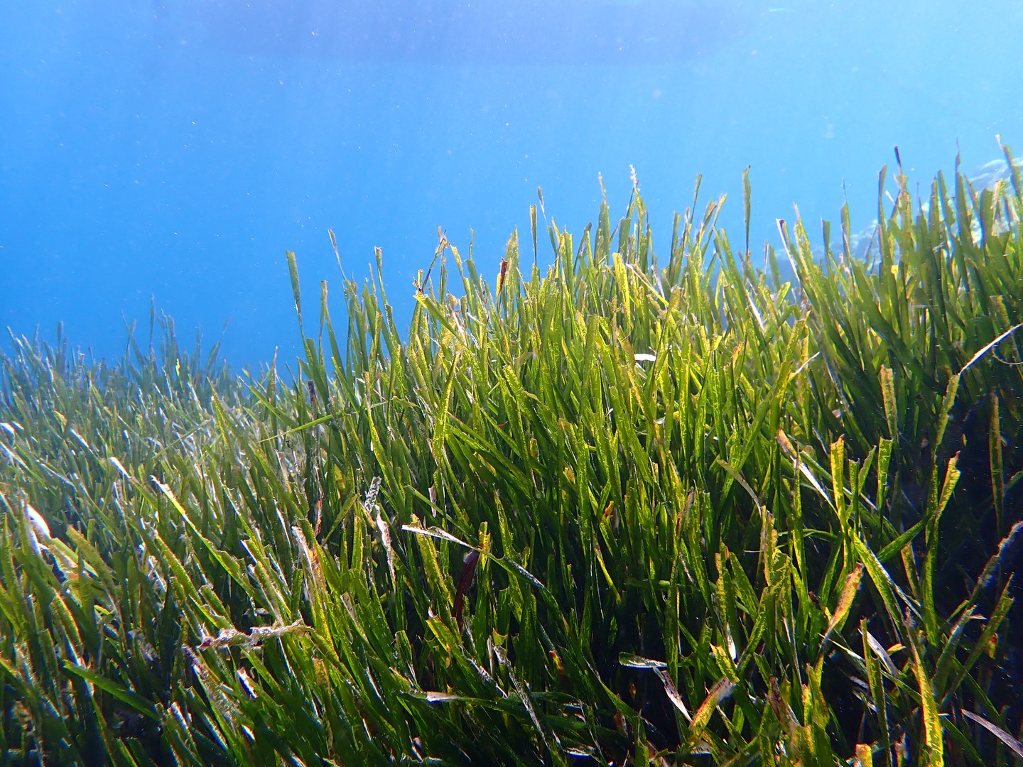 posidonia