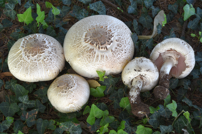 Agaricus xanthodermus Genev.