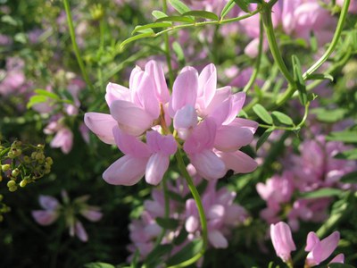 Un articolo del botanico Fabrizio Bonali