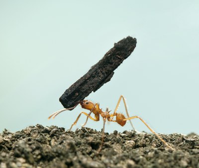 leaf-cutter-ant-acromyrmex-octospinosus-carrying-bark-on-blue-isolated.jpg